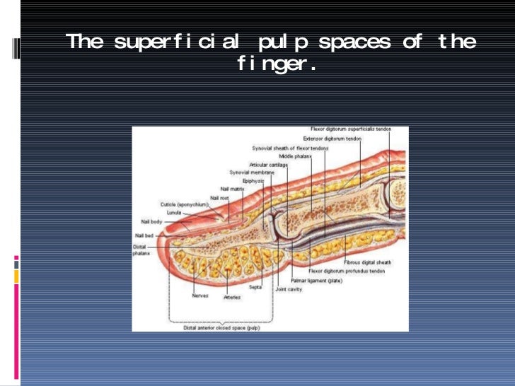 4. spaces of the hand & its applied anatomy[1]