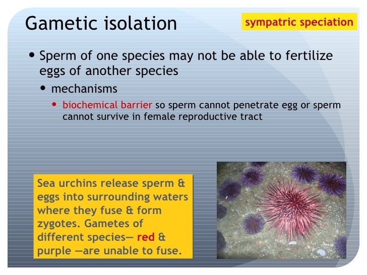 Speciation