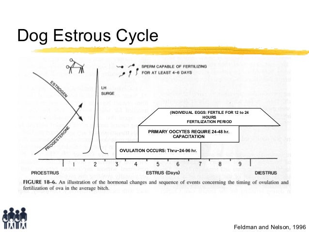 estrous cycle in dogs findings of developmental toxicity studies of hboc 201 in rodent and estrous cycle in dogs findings of developmental toxicity studies of hboc 201 in rodent and