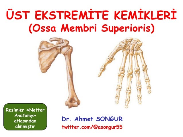 Anatomi ders notu - üst ekstremite kemikleri / Prof. Dr ...