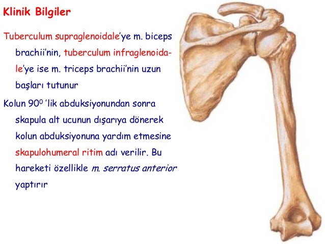 processus styloideus ulnae abriss processus styloideus ulnae abriss