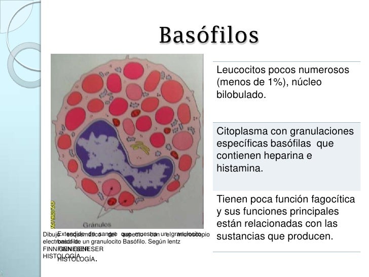 46. sangre, linfa y hematopoyesis