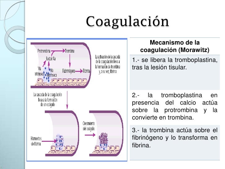 46. sangre, linfa y hematopoyesis