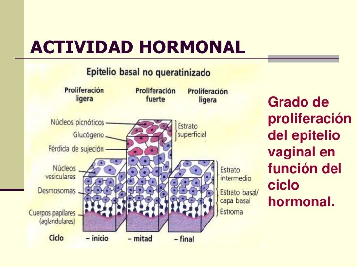 4609631 citologia-hormonal