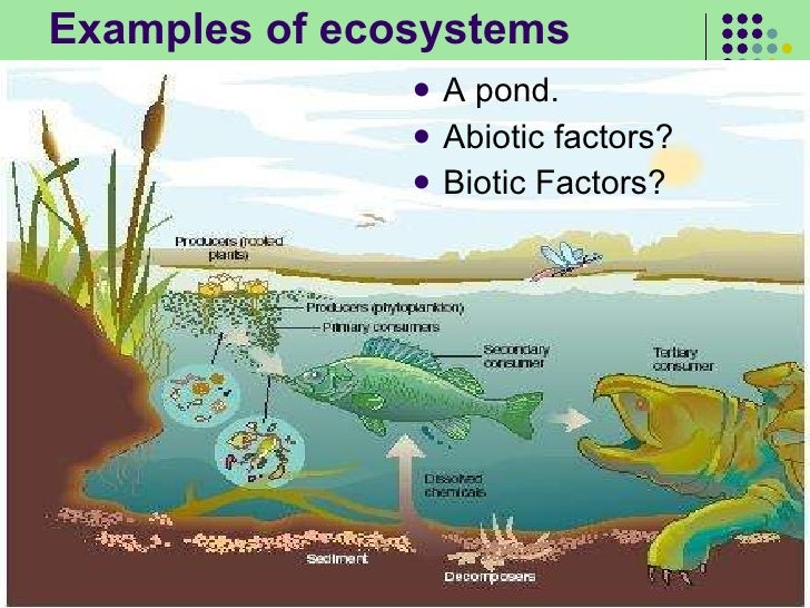 Ecosystems at risk essay
