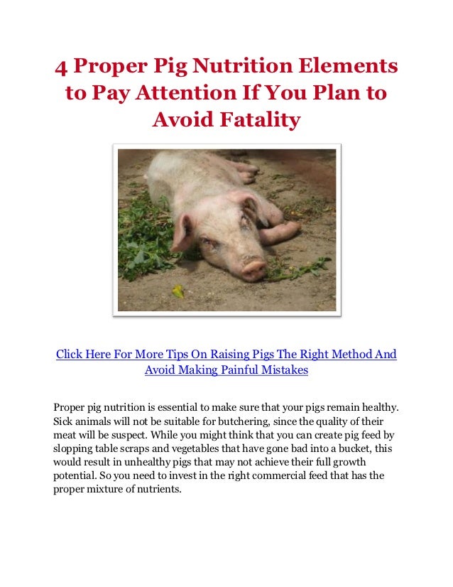 4 Proper Pig Nutrition Elements to Pay Attention If You Plan to Avoid…