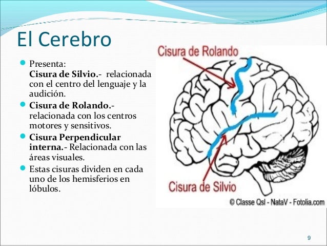 5. Sistema Nervioso