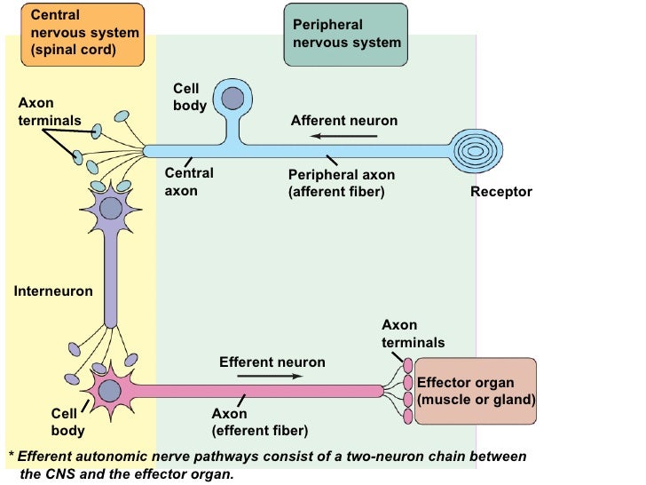 Afferent And Efferent Fibers 5. cns 1