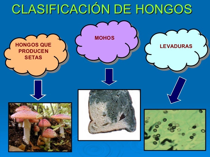 Resultado de imagen de 5 primaria hongos mohos