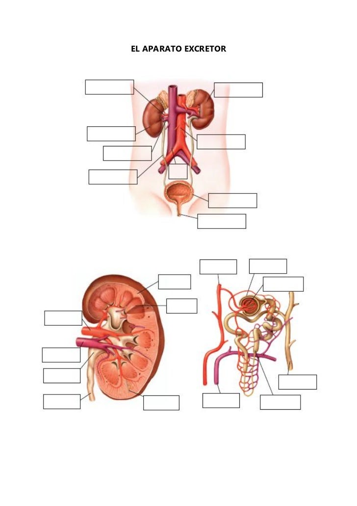 Esquemas mudos del aparato respiratorio, excretor y corazón Esquemas mudos del aparato respiratorio, excretor y corazón