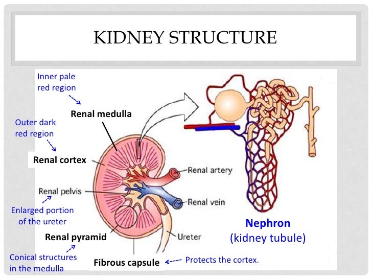 Kidney function Excretion