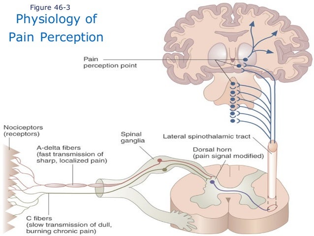 structure of neuron