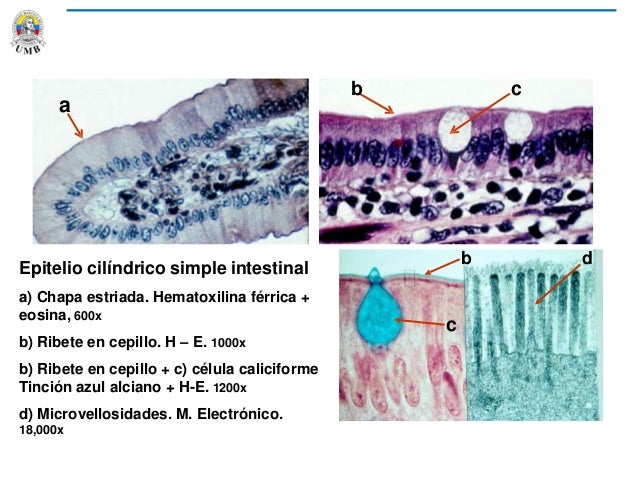 CLASE 5 CORTE 1