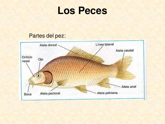 Partes De Un Pez En Ingles 5º CM_01y02_los seres vivos_02