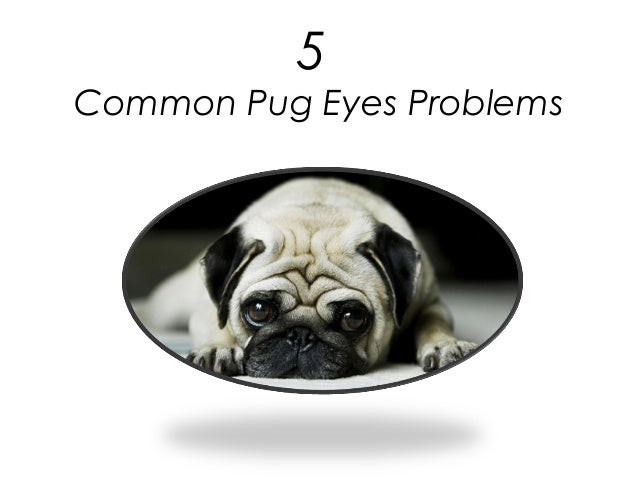 pug issues 5 common pug problems pug issues 5 common pug problems