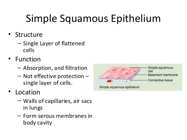 epithelial tissue functions in Start studying functions of tissue learn vocabulary, terms, and more with flashcards, games, and other study tools. epithelial tissue functions in Start studying functions of tissue learn vocabulary, terms, and more with flashcards, games, and other study tools.