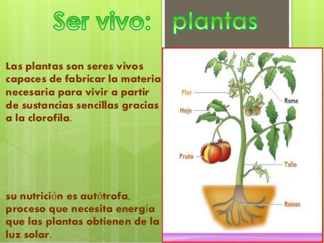 ser vivo y ser inerte- las plantas y las rocas