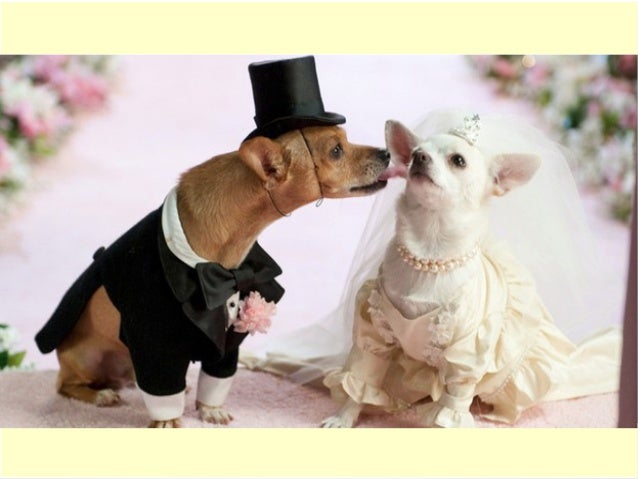 how to take care of yorkies 5 steps to take care for yorkie puppy how to take care of yorkies 5 steps to take care for yorkie puppy