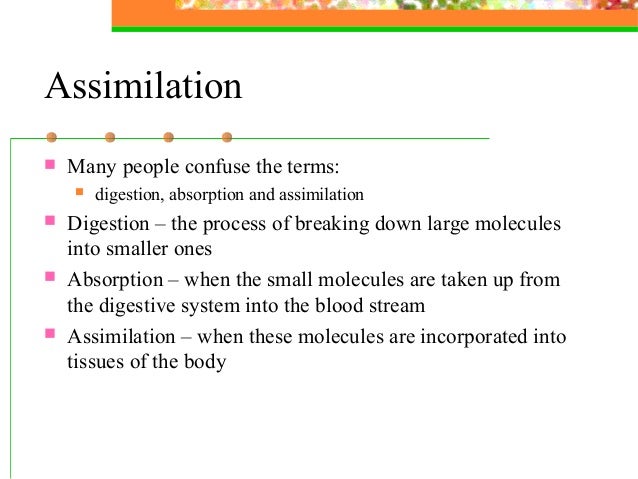 Assimilation Essay