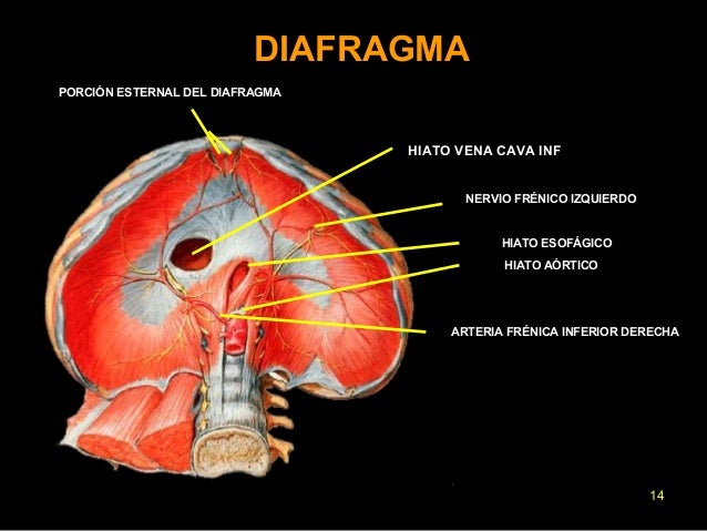 Tumor En El Diafragma