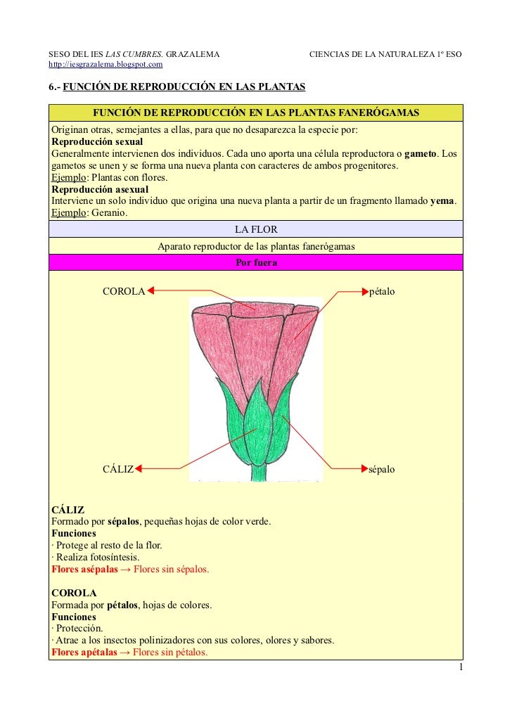 FUNCION DE LAS funcion de las: