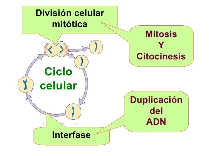 essay questions about meiosis Essays related to the process of mitosis 1 both the process of mitosis and meiosis involve the duplication of the dna and the got a writing question. essay questions about meiosis Essays related to the process of mitosis 1 both the process of mitosis and meiosis involve the duplication of the dna and the got a writing question.