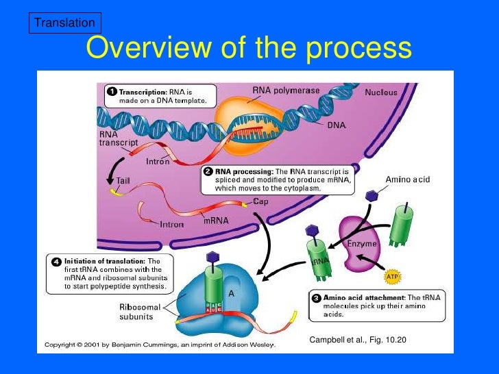steps in protein synthesis