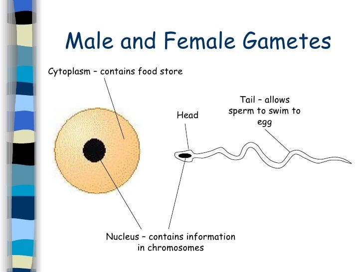 What Is The Male Sex Cell Called 82