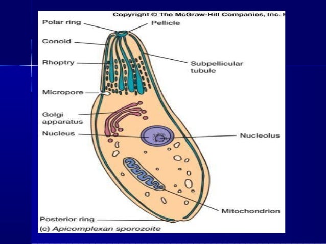diagram of plasmodium vivax the gallery for gt plasmodium falciparum diagram diagram of plasmodium vivax the gallery for gt plasmodium falciparum diagram