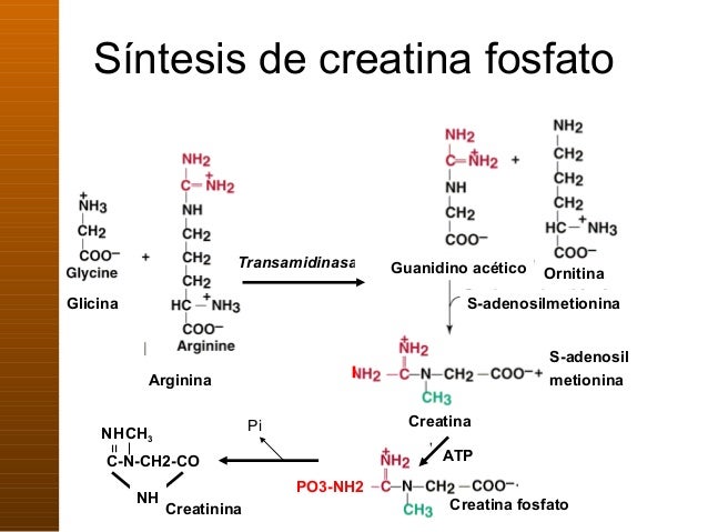 7. metabolismo de proteinas y aminoacidos 7. metabolismo de proteinas y aminoacidos