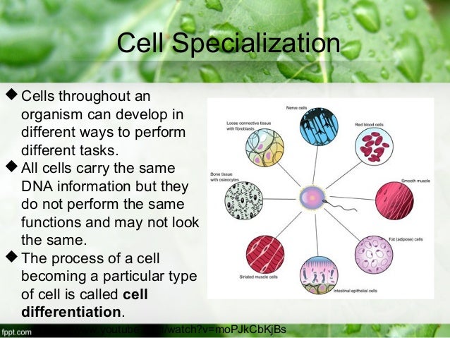 cells and cell specialization Cell membrane, cytomembrane, plasma membrane - a thin membrane (a double layer of lipids) enclosing the cytoplasm of a cell proteins in the membrane control passage of ions (like sodium or potassium or calcium) in and out of the cell all cells have a cell membrane. cells and cell specialization Cell membrane, cytomembrane, plasma membrane - a thin membrane (a double layer of lipids) enclosing the cytoplasm of a cell proteins in the membrane control passage of ions (like sodium or potassium or calcium) in and out of the cell all cells have a cell membrane.