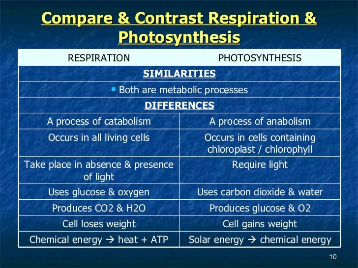 photosynthesis respiration quiz