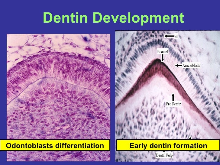 7 dentinogenesis