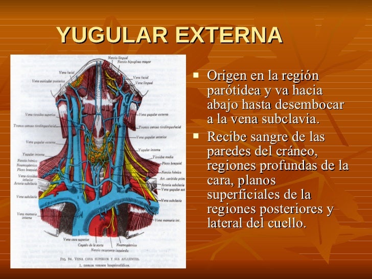 7. Vena Yugular Externa 7. Vena Yugular Externa
