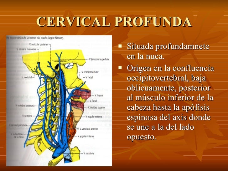 7. Vena Yugular Externa 7. Vena Yugular Externa