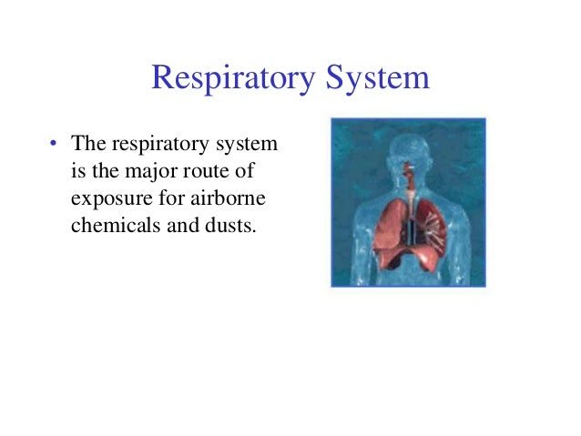 Effects Of Asbestos Fibers On The Respiratory System
