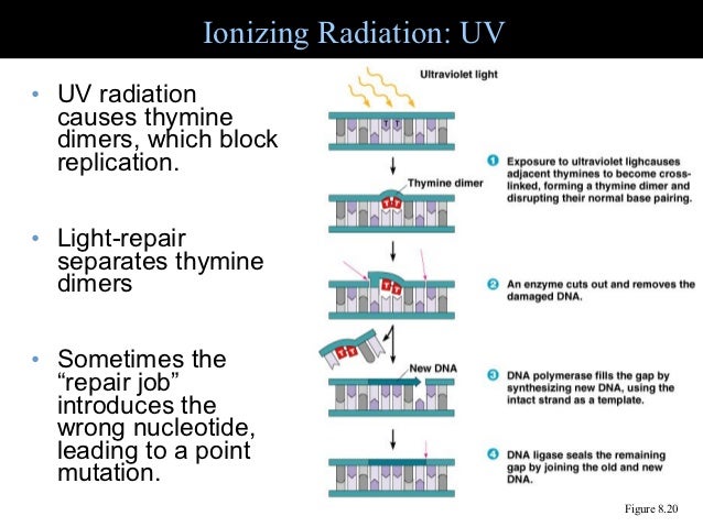 effects of uv radiation on genetic Health effects of uv radiation uv exposure and not all melanomas are exclusively sun-related—other possible influences include genetic factors and immune. effects of uv radiation on genetic Health effects of uv radiation uv exposure and not all melanomas are exclusively sun-related—other possible influences include genetic factors and immune.