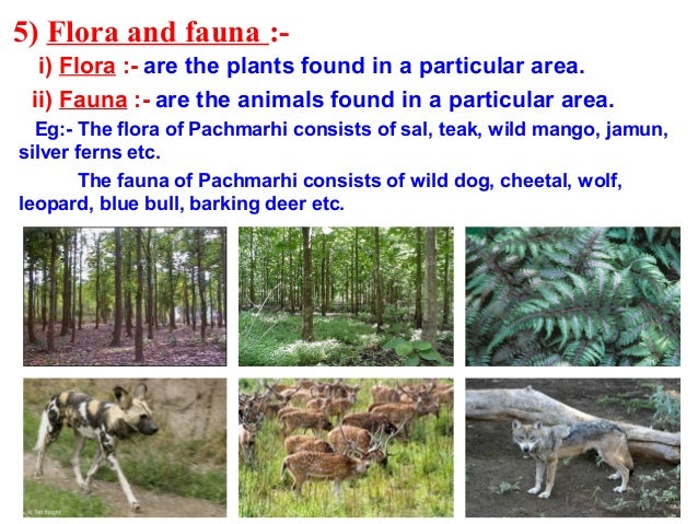 7conservationofplantsandanimals 7conservationofplantsandanimals