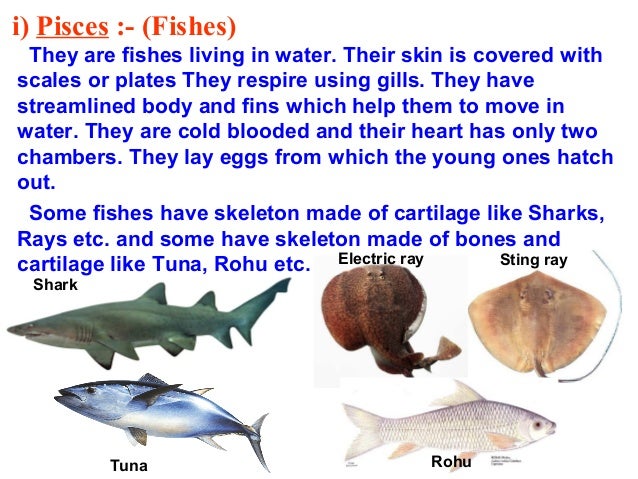 diversity in living organism Diversity in living organisms : cbse class 9 ix science this is the video of class 9 science diversity in living organisms topics covered in this video. diversity in living organism Diversity in living organisms : cbse class 9 ix science this is the video of class 9 science diversity in living organisms topics covered in this video.