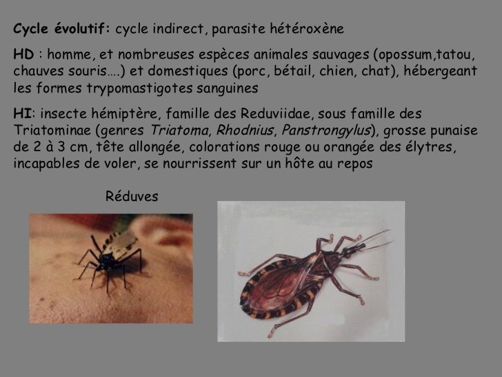 Le parasite le plus simple de la personne