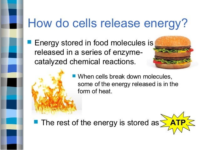 Compound Used By Cells To Store And Release Energy 8.1 How Organisms Obtain Energy 2014