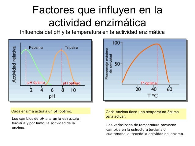 Factores Que Influyen En La Actividad Enzimatica www.slideshare.net