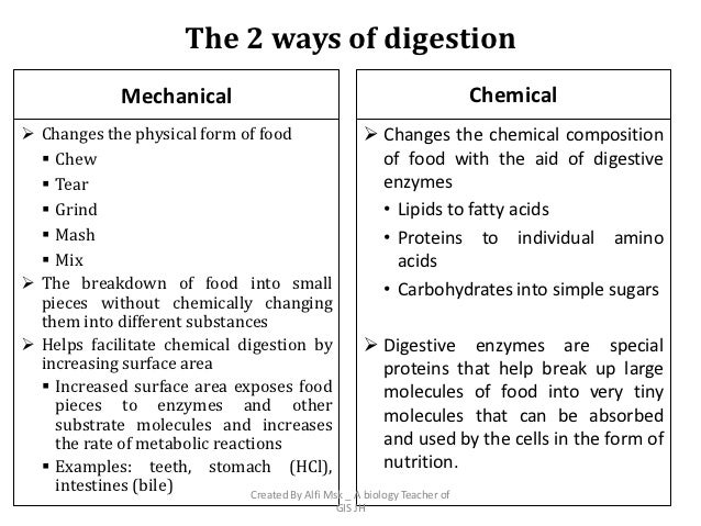 chemical and physical processes of digestion chemical and physical processes of digestion