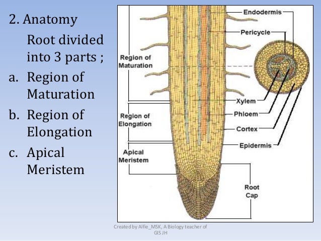 root structure diagram corn root diagram sorghum seed diagram elsavadorla root structure diagram corn root diagram sorghum seed diagram elsavadorla