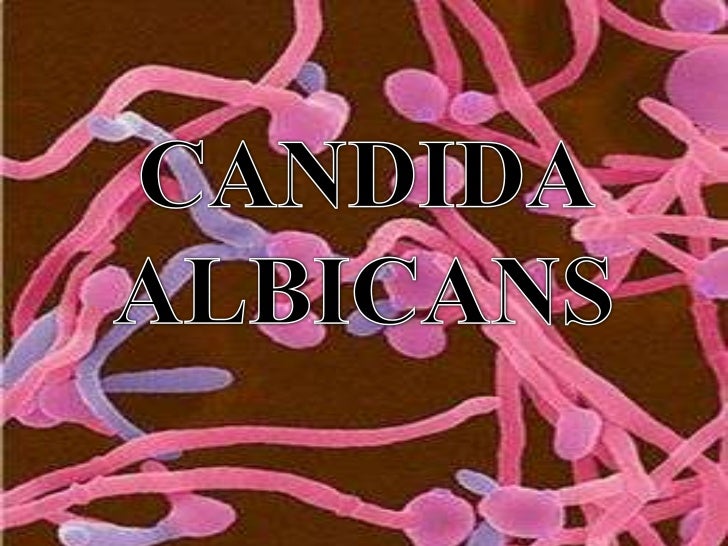 Yeast infection on toddler bottom, candida albicans