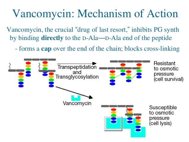 Methicillin resistance in Staphylococcus aureus ...