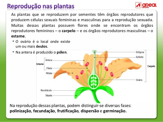 Reprodução plantas