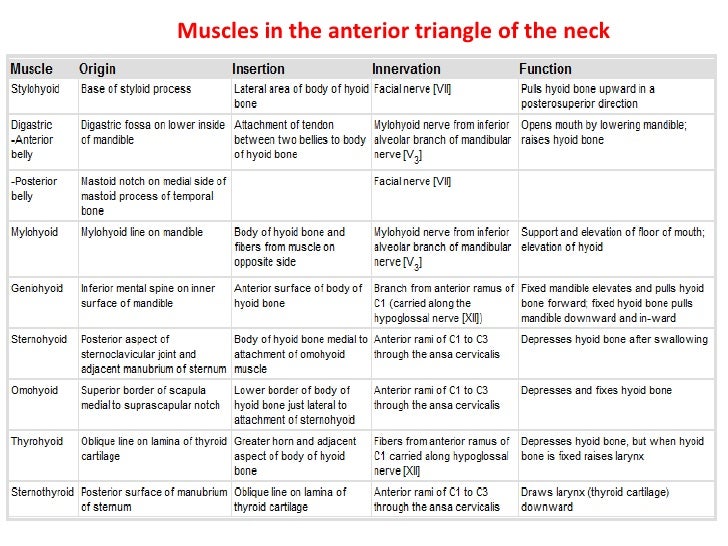 8. triangles of the neck