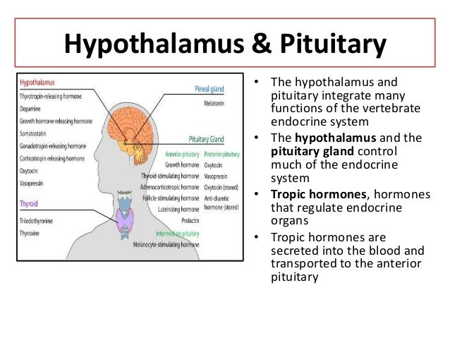 Endocrine system