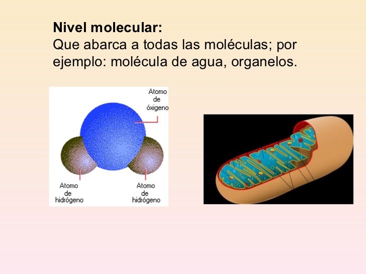 8 niveles organizacion